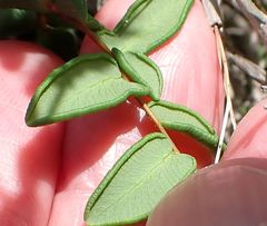 Pellaea andromedifolia pubescens