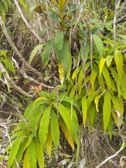 Rhytidophyllum bicolor