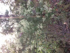 Cassinia laevis