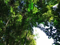 Hydriastele wendlandiana