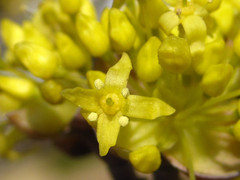 Cornus officinalis