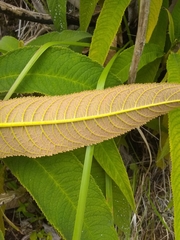 Rhytidophyllum bicolor