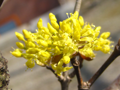 Cornus officinalis