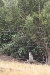 Megadyptes antipodes