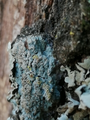 Lecanora inaurata