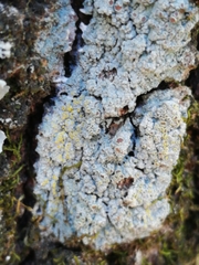 Lecanora inaurata