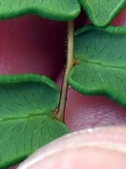 Pellaea andromedifolia pubescens