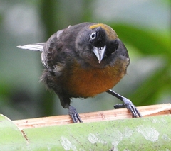 Mitrospingus cassinii