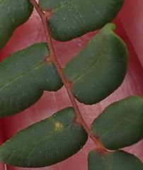 Pellaea andromedifolia pubescens