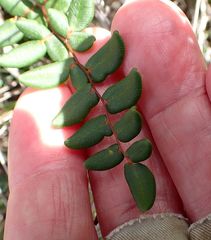 Pellaea andromedifolia pubescens
