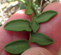 Pellaea andromedifolia pubescens