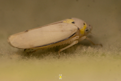 Graphocephala marathonensis