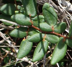 Pellaea andromedifolia pubescens