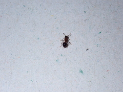 Meranoplus bicolor