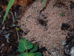 Meranoplus bicolor