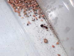 Meranoplus bicolor