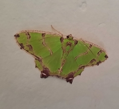 Agathia hemithearia