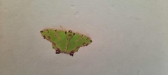 Agathia hemithearia