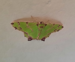 Agathia hemithearia