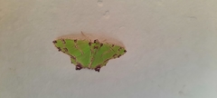 Agathia hemithearia