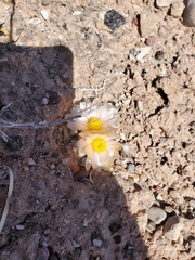 Pediocactus winkleri