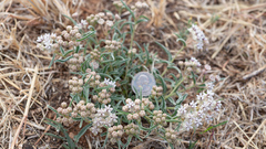 Asclepias involucrata