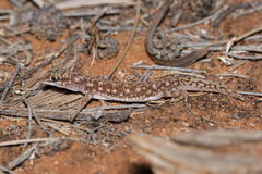 Rhynchoedura