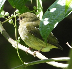 Machaeropterus deliciosus