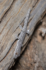 Strophurus intermedius