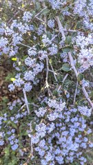 Ceanothus masonii