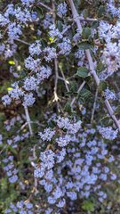 Ceanothus masonii