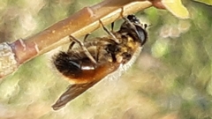 Cheilosia grossa