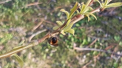 Cheilosia grossa