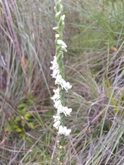 Spiranthes torta