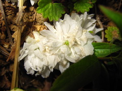 Prunus glandulosa