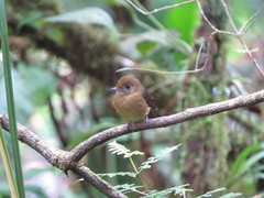 Myiobius villosus