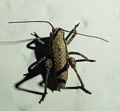 Atlanticus pachymerus