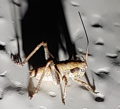 Atlanticus pachymerus