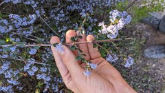 Ceanothus masonii