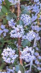 Ceanothus masonii