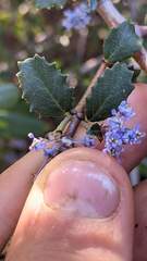 Ceanothus masonii