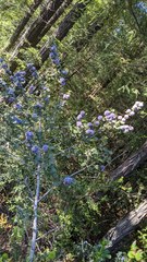 Ceanothus gloriosus exaltatus