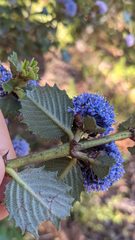 Ceanothus gloriosus exaltatus