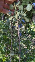 Ceanothus gloriosus exaltatus