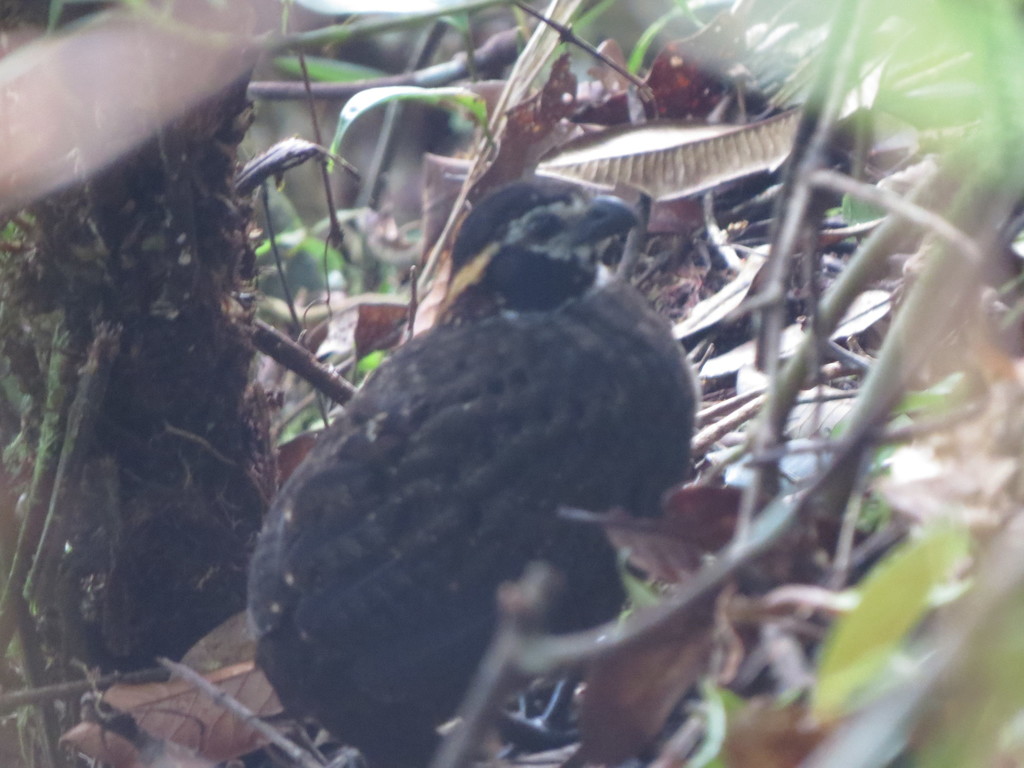 Tacarcuna Wood-Quail (Odontophorus dialeucos) photo