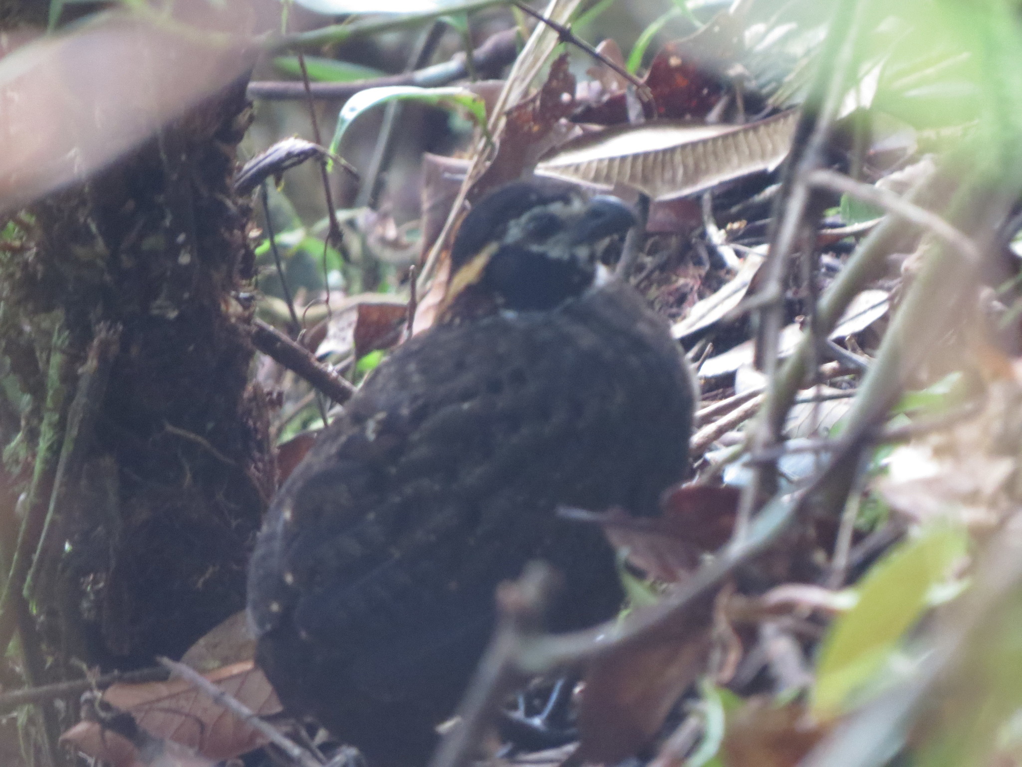 Tacarcuna Wood-Quail illustration