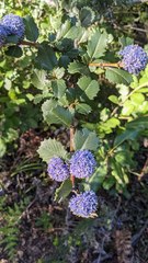 Ceanothus gloriosus exaltatus