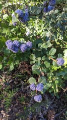 Ceanothus gloriosus exaltatus