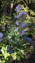 Ceanothus gloriosus exaltatus
