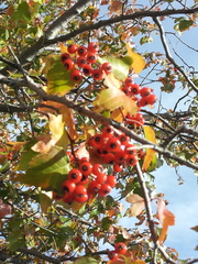 Crataegus succulenta